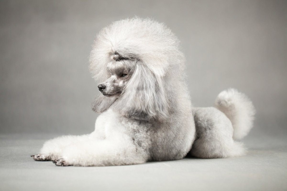 Пудель Арто