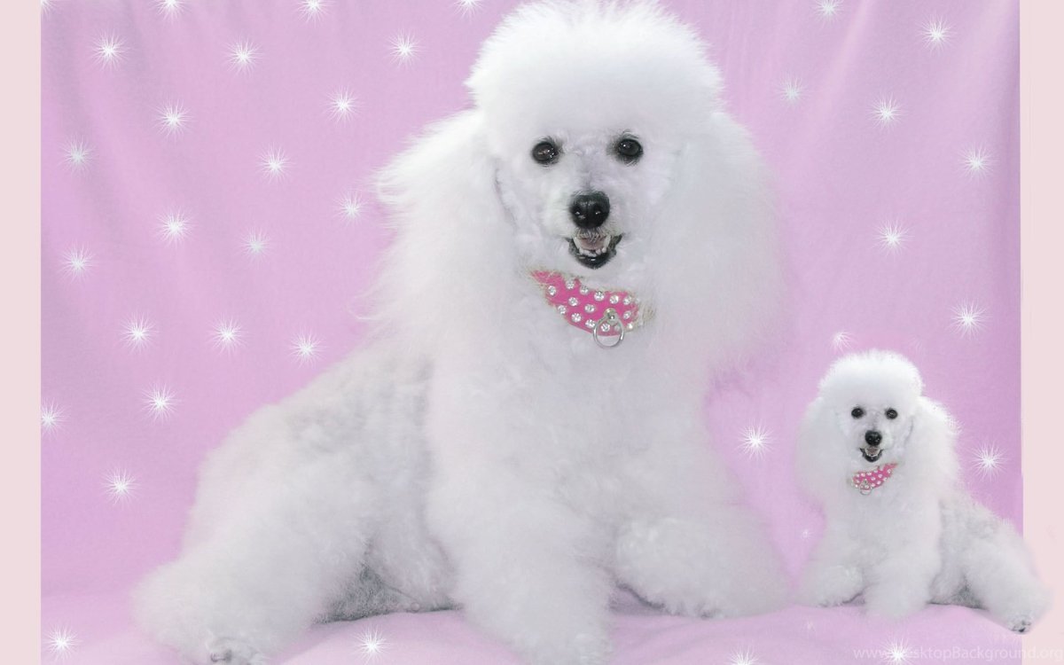 Милые Пудели