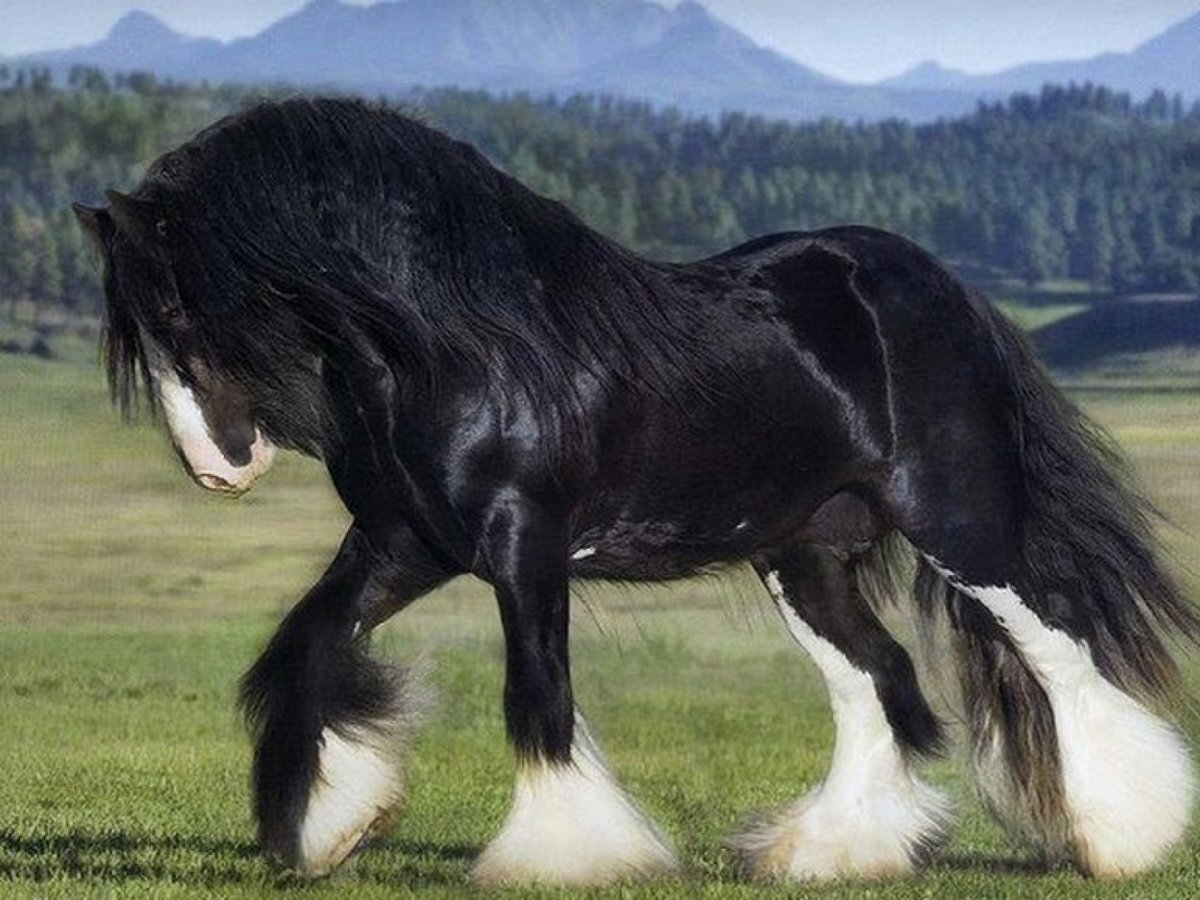 Лошадь породы цыганская упряжная