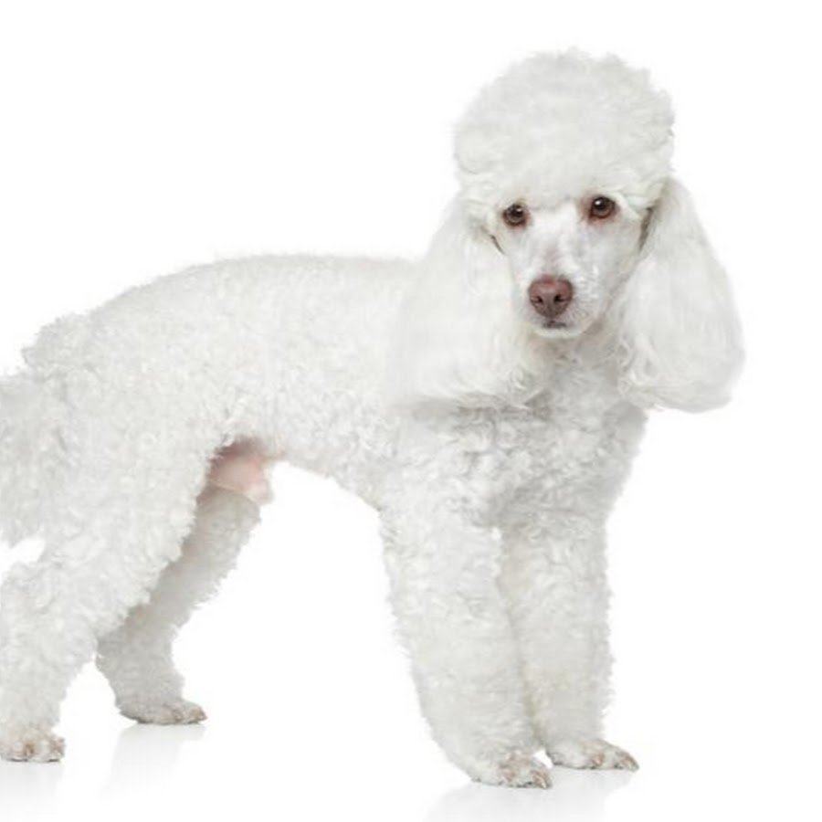 Пудель на белом фоне