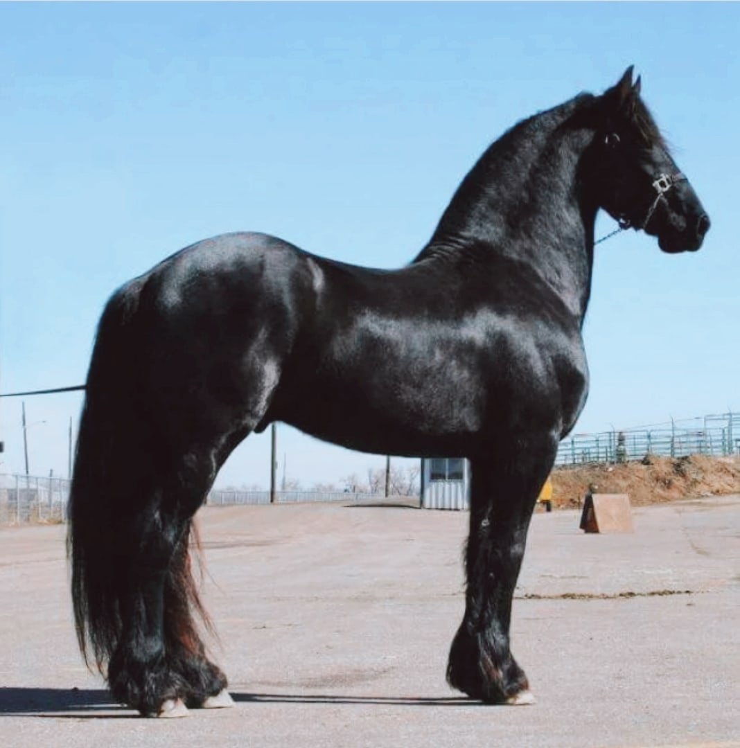 Першерон вороной