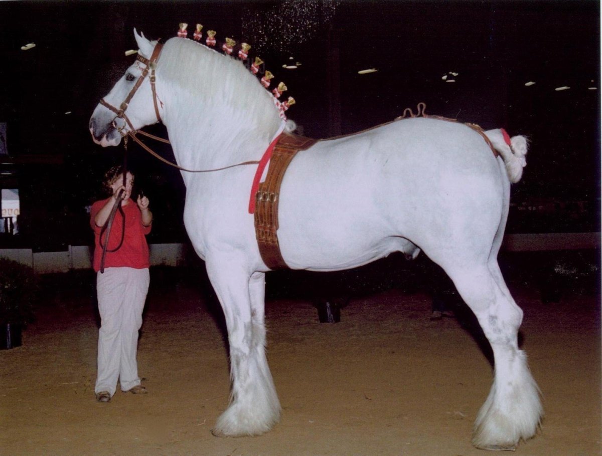 Белый Шайр лошадь