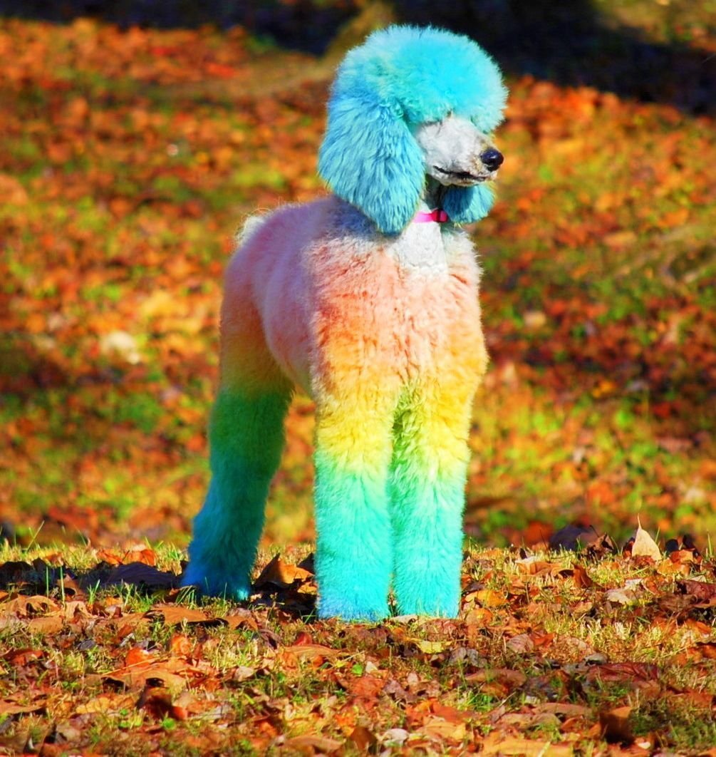 Королевский пудель