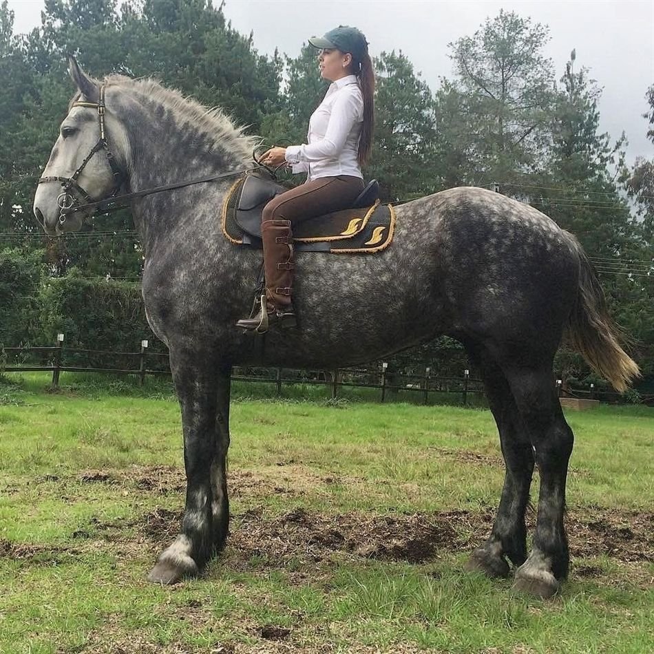 Першерон порода