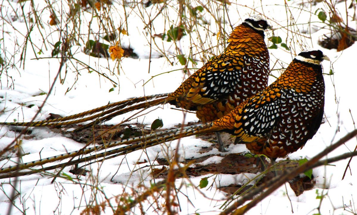 Зарафшанский фазан