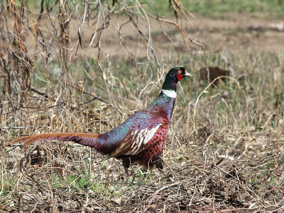 Фазан Дальневосточный
