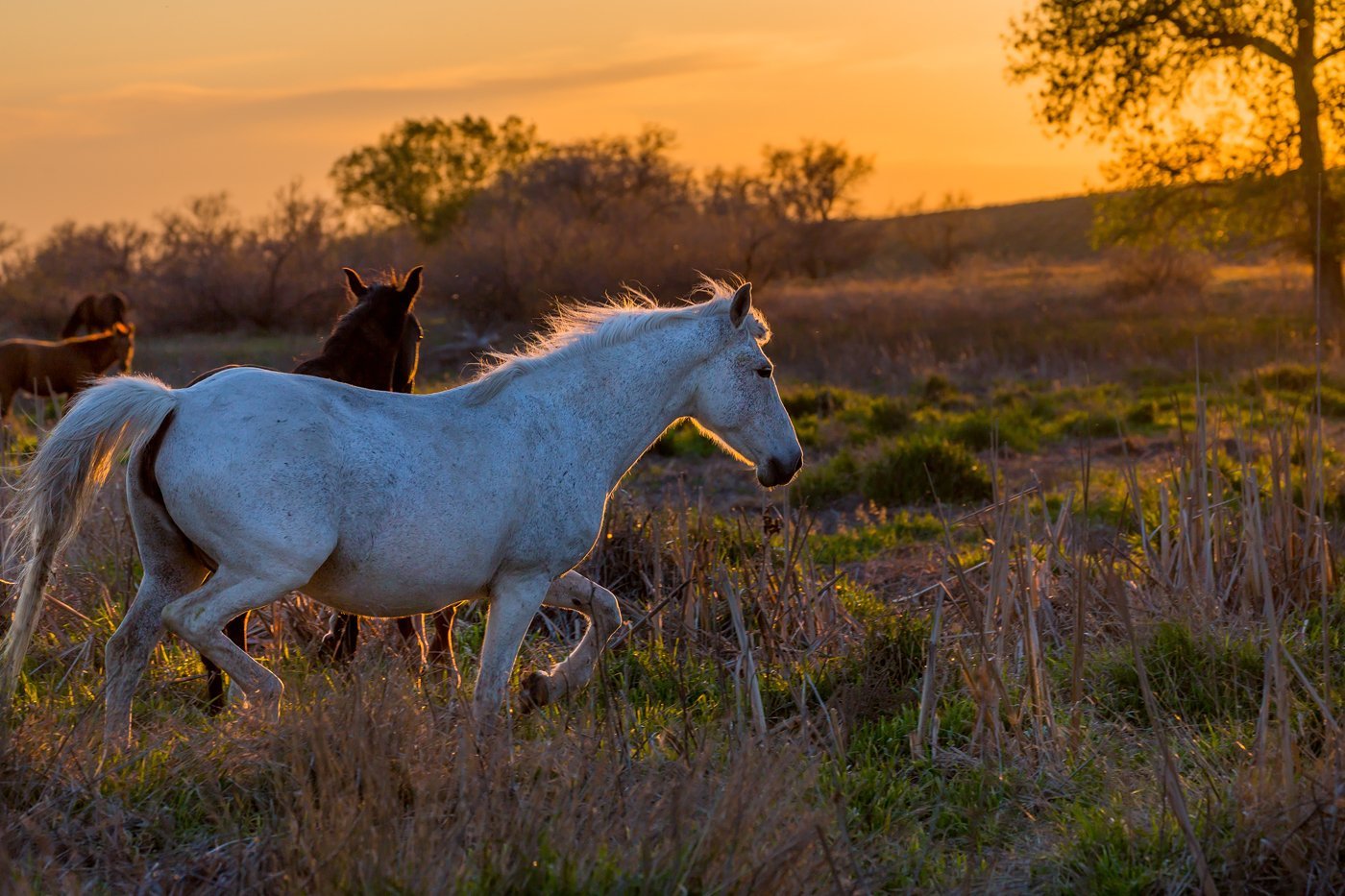 Дикая лошадь степей. Табуны лошадей в степи Астраханской области. Дикие лошади в природе. Лошади на воле. Степная лошадь.