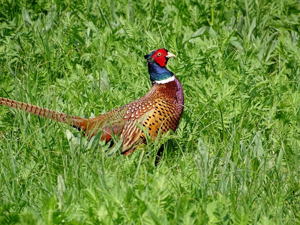 Зарафшанский фазан