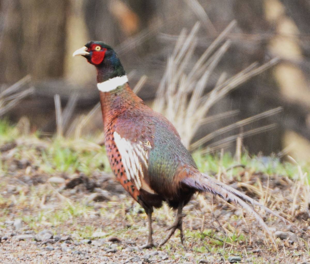 Семиреченский фазан