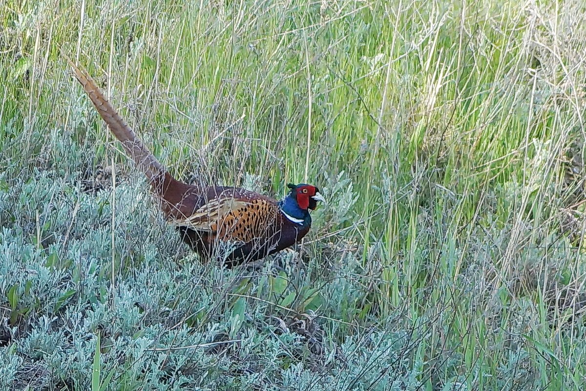 Волгоградский фазан фото