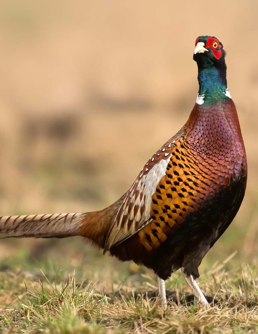 Уссурийский фазан