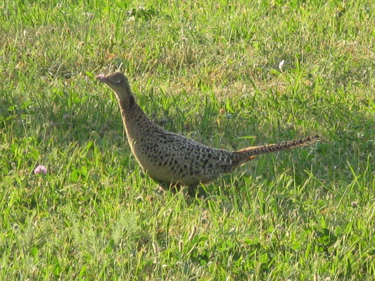 Семиреченская порода
