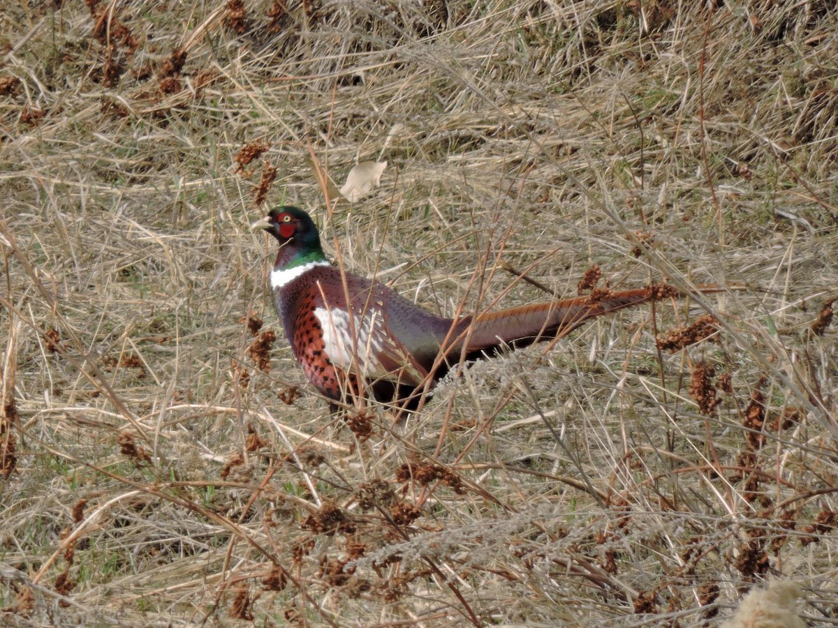 Птица похожая на фазана