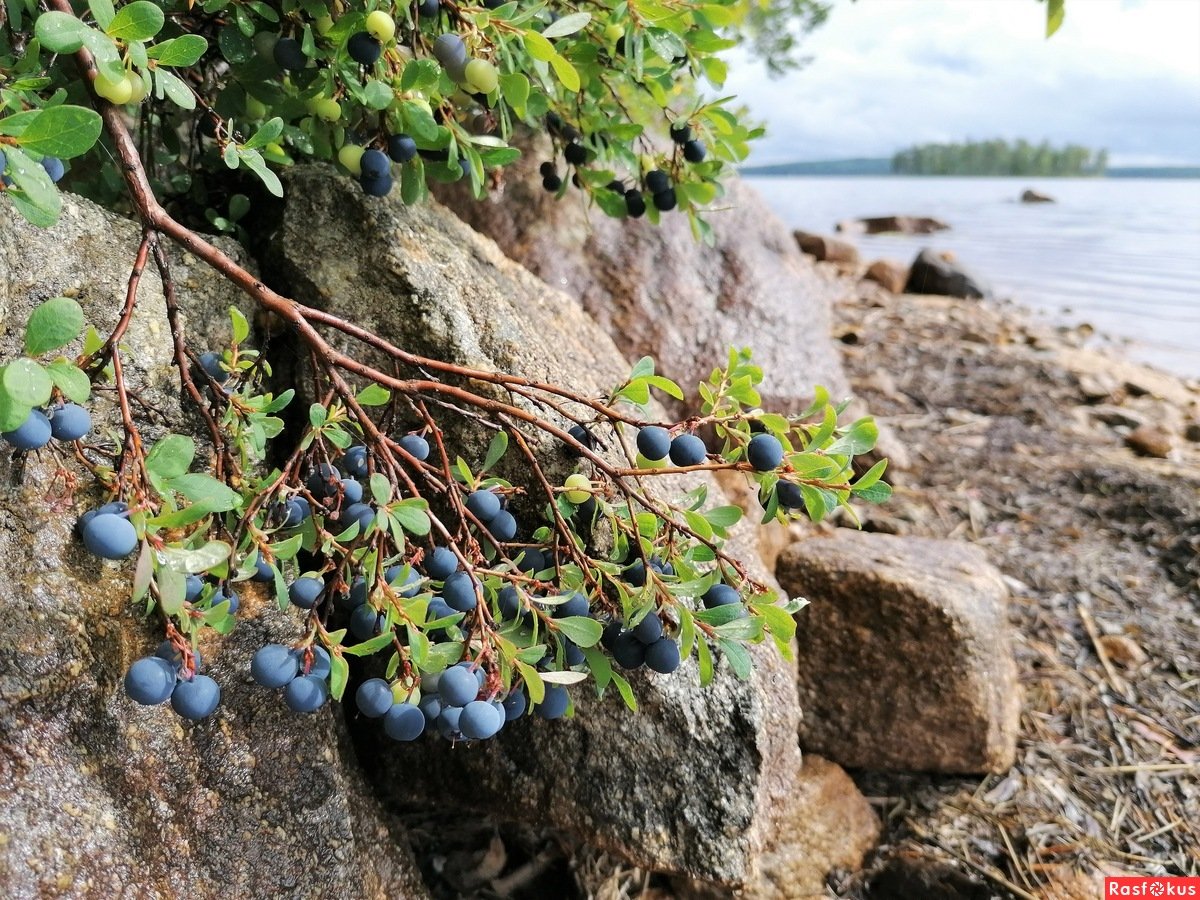 Карельская голубика ягода