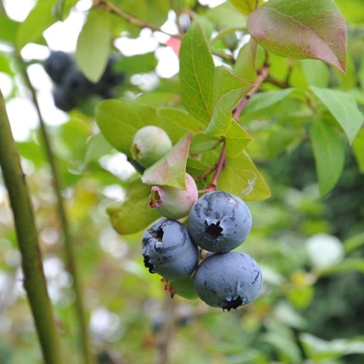 Перу голубика растет