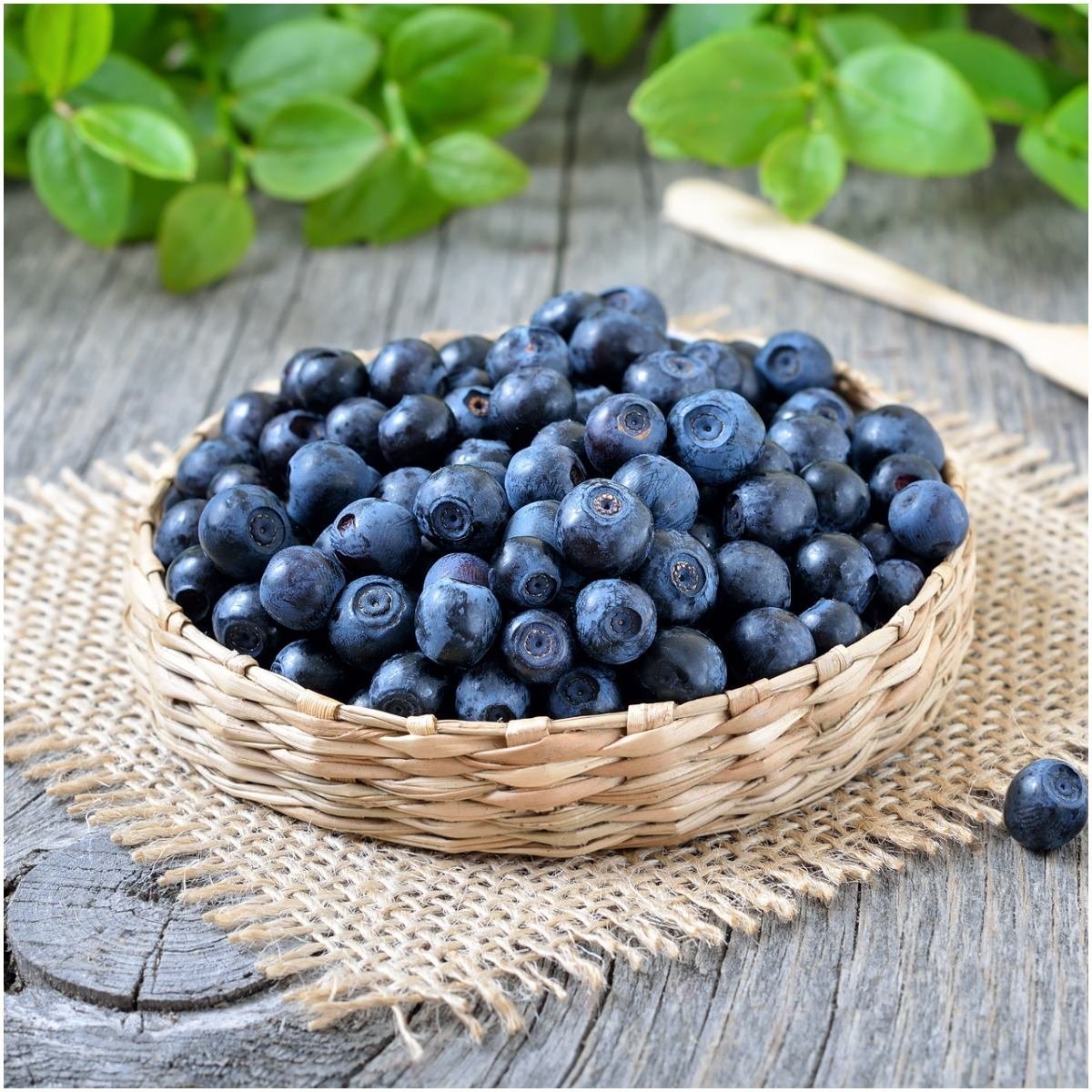 Голубика весовая