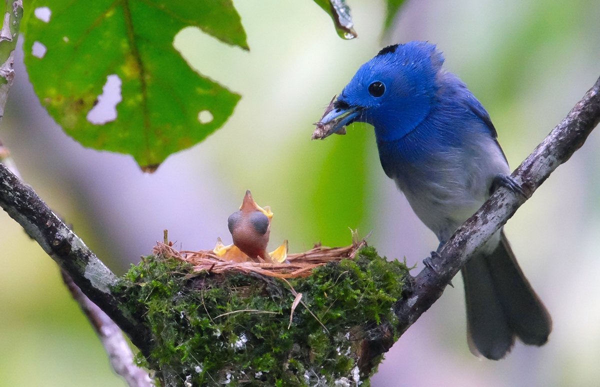 Сиалия Лазурная птица