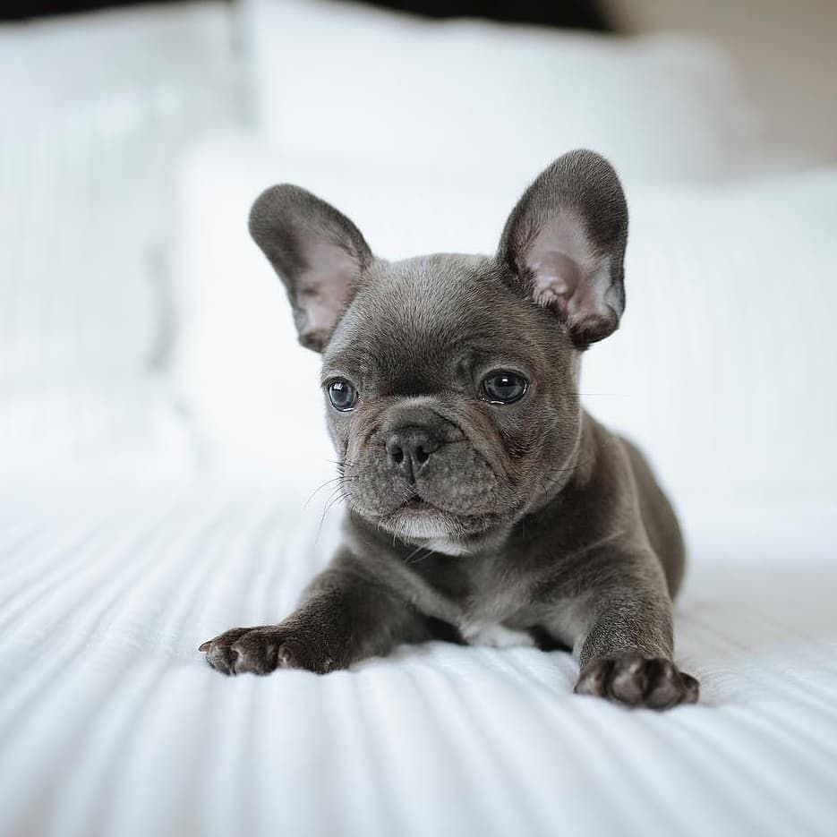 Голубой Лилак французский бульдог