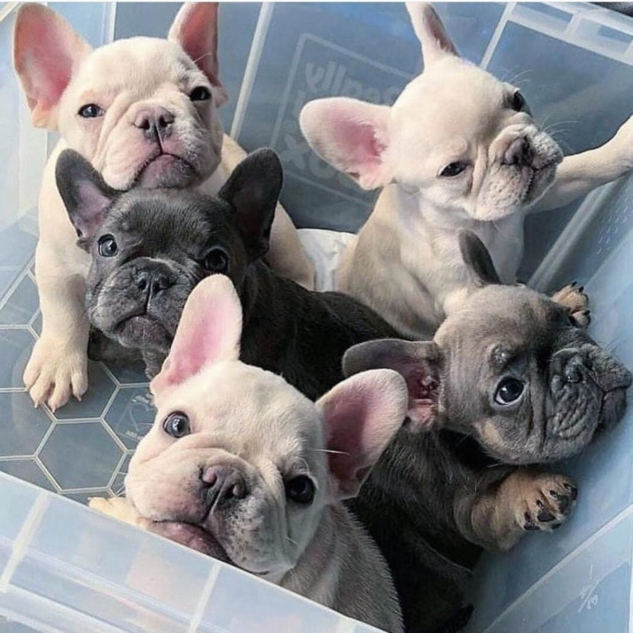 Лиловый французский бульдог