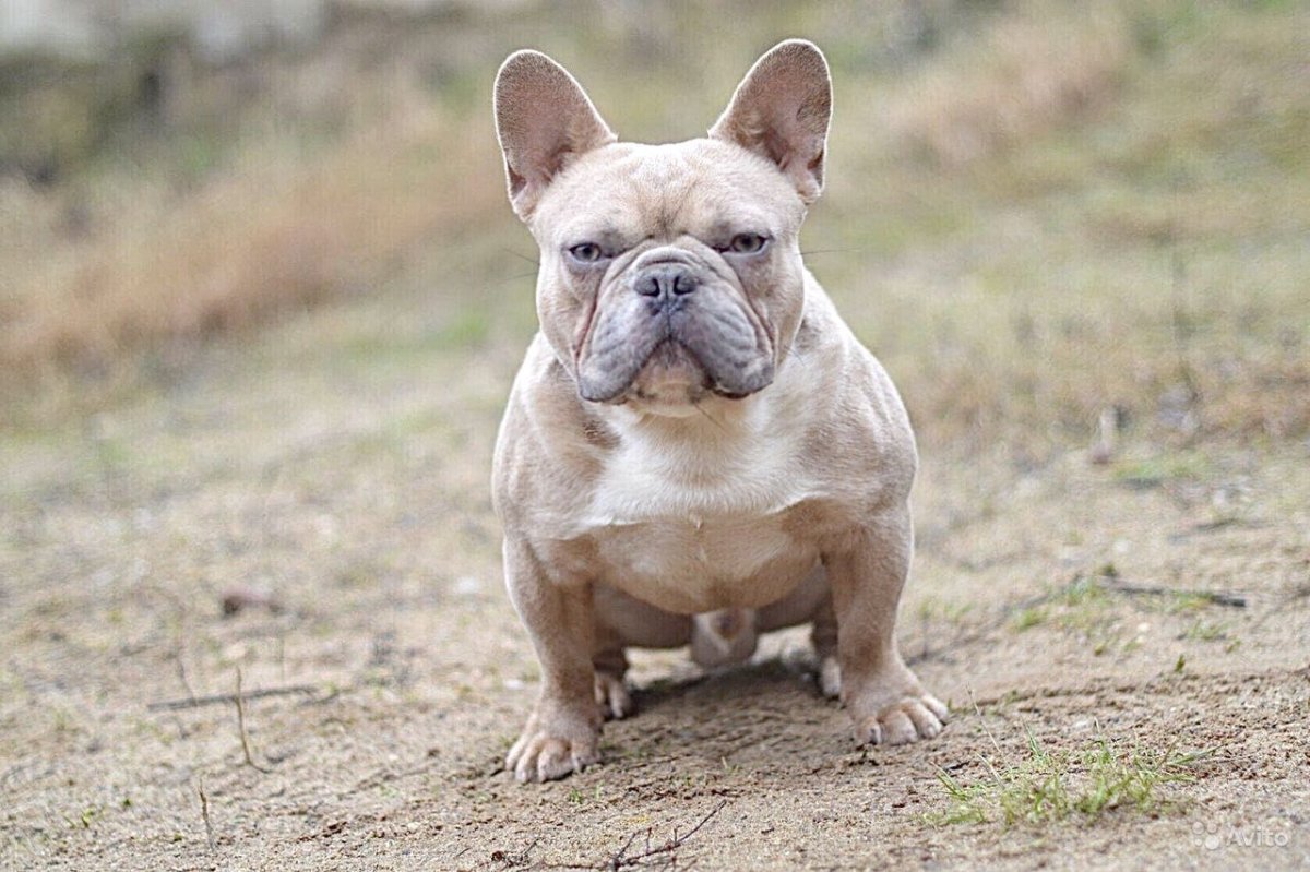 Лиловый фавн французский бульдог