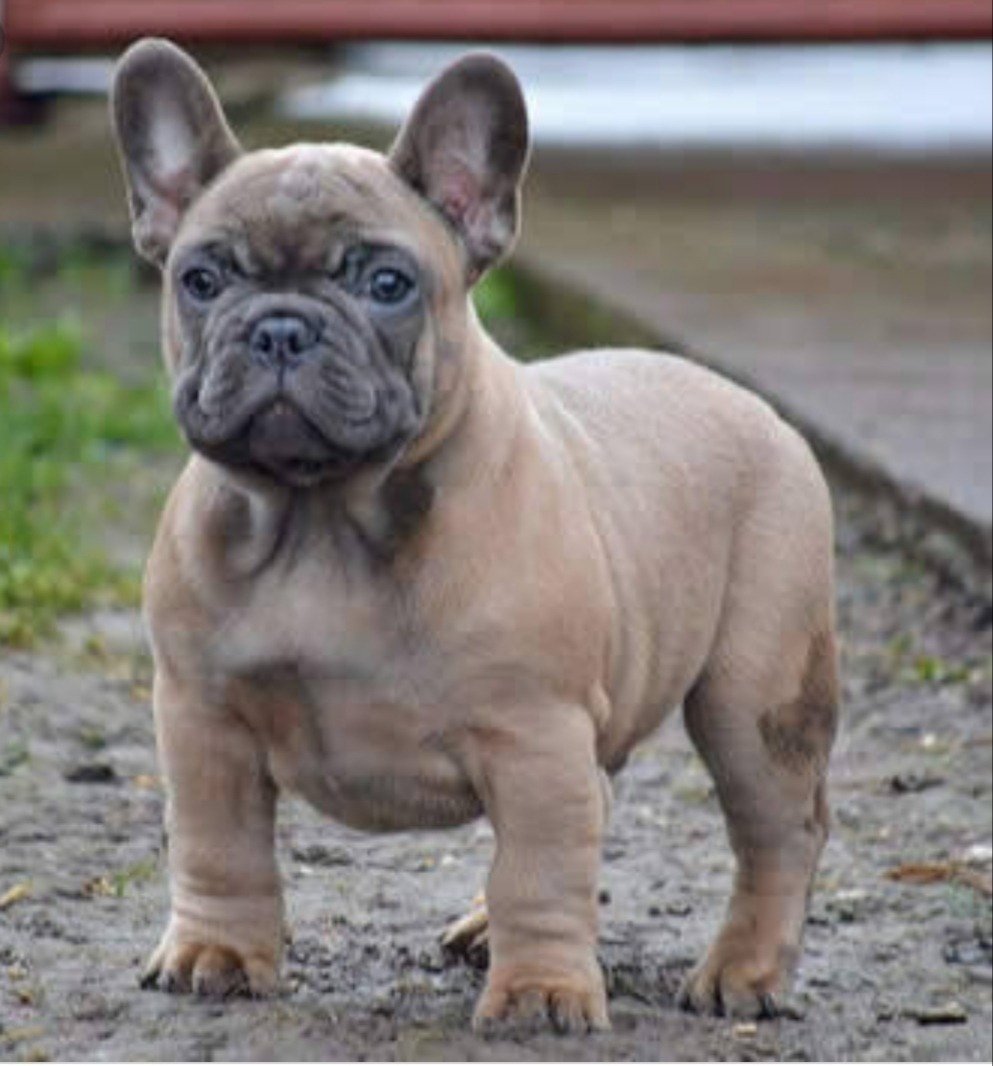 Изабелловый французский бульдог