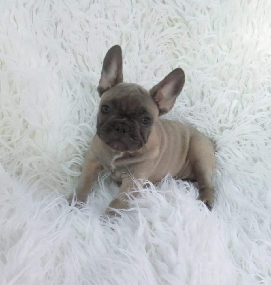 Французский бульдог окрас фавн