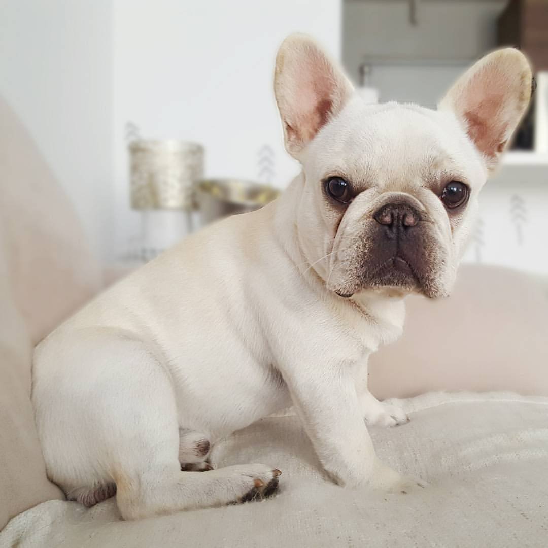 Французский бульдог белый
