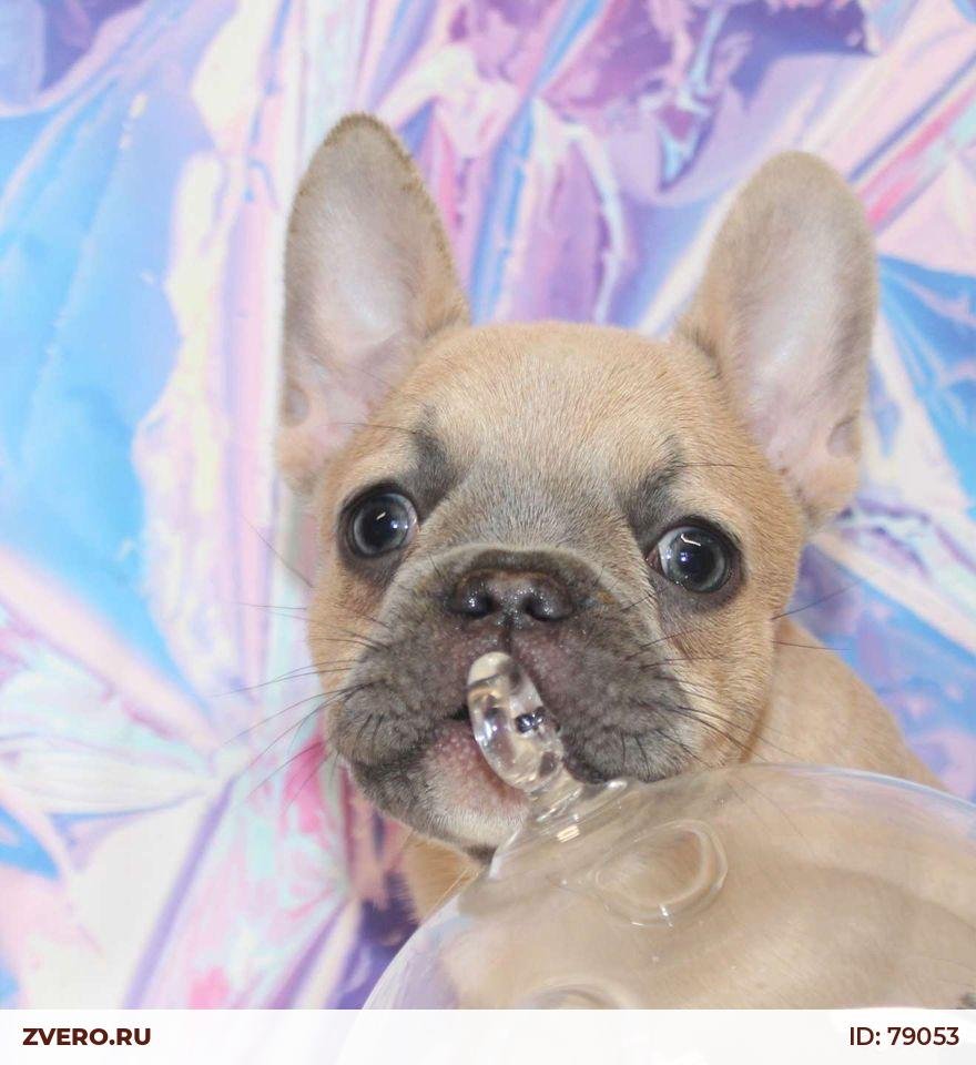 Аурум Магик питомник французский бульдог