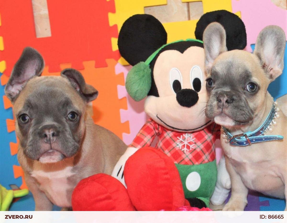 Голубой фавн французский бульдог