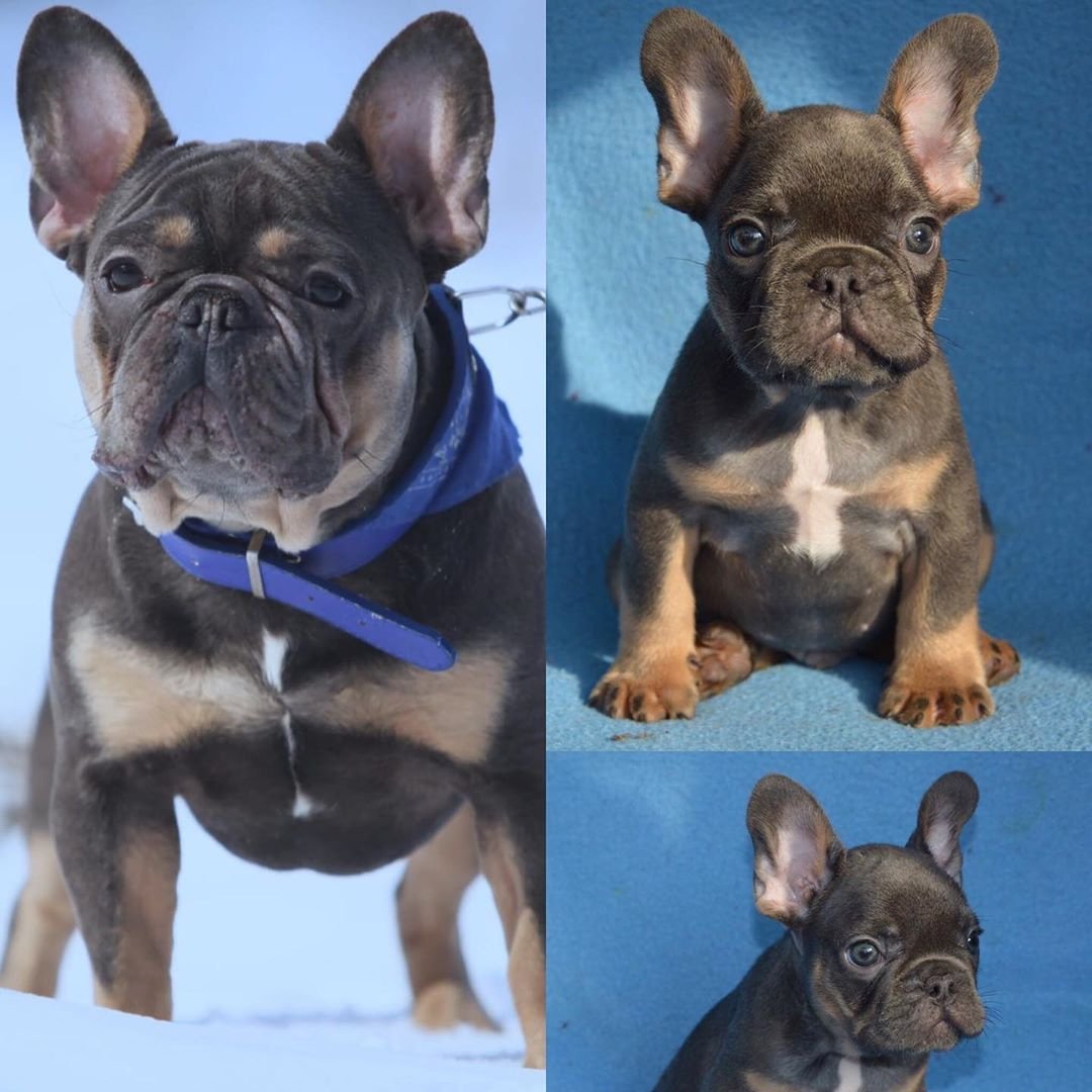 Французский бульдог подпалый окрас