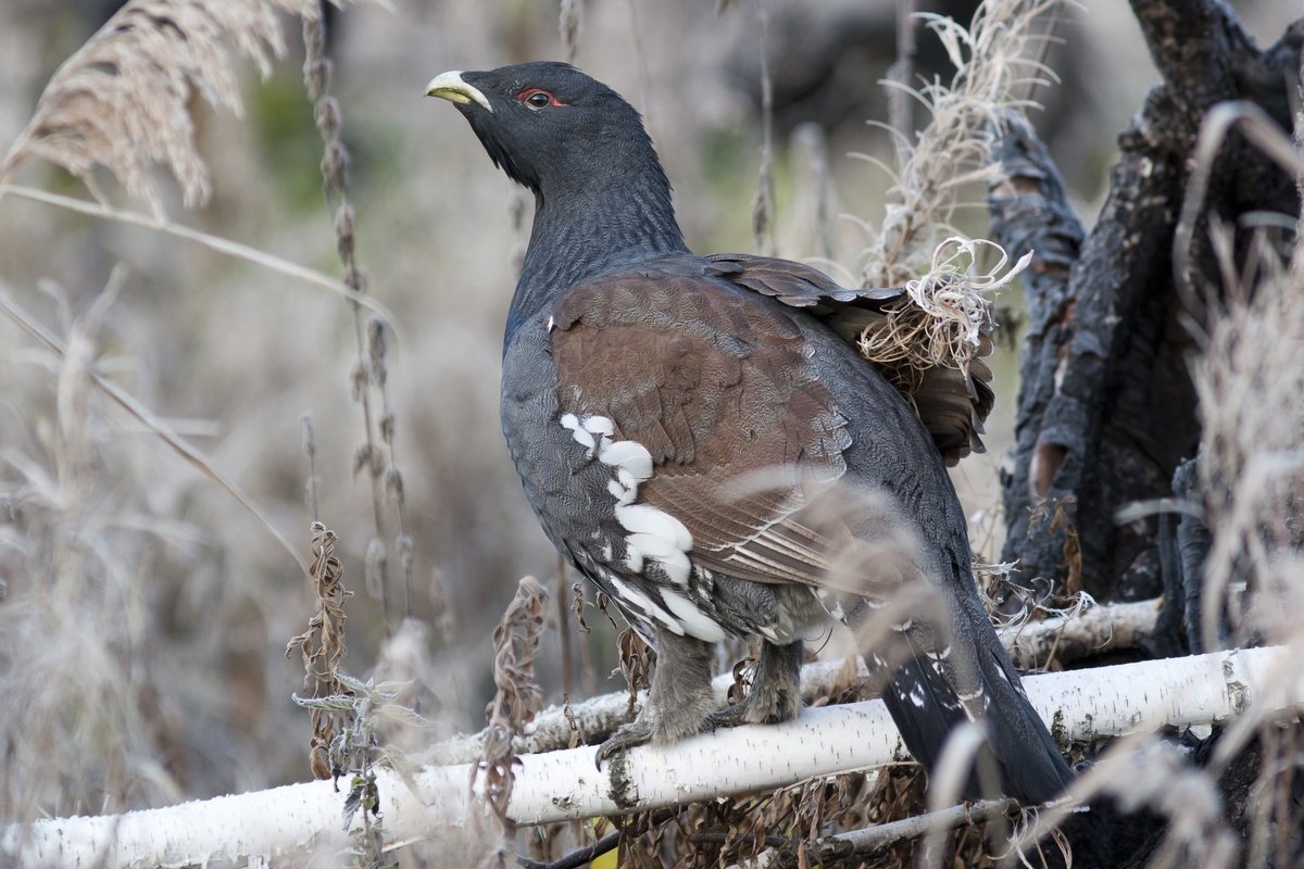 Белобрюхий Глухарь