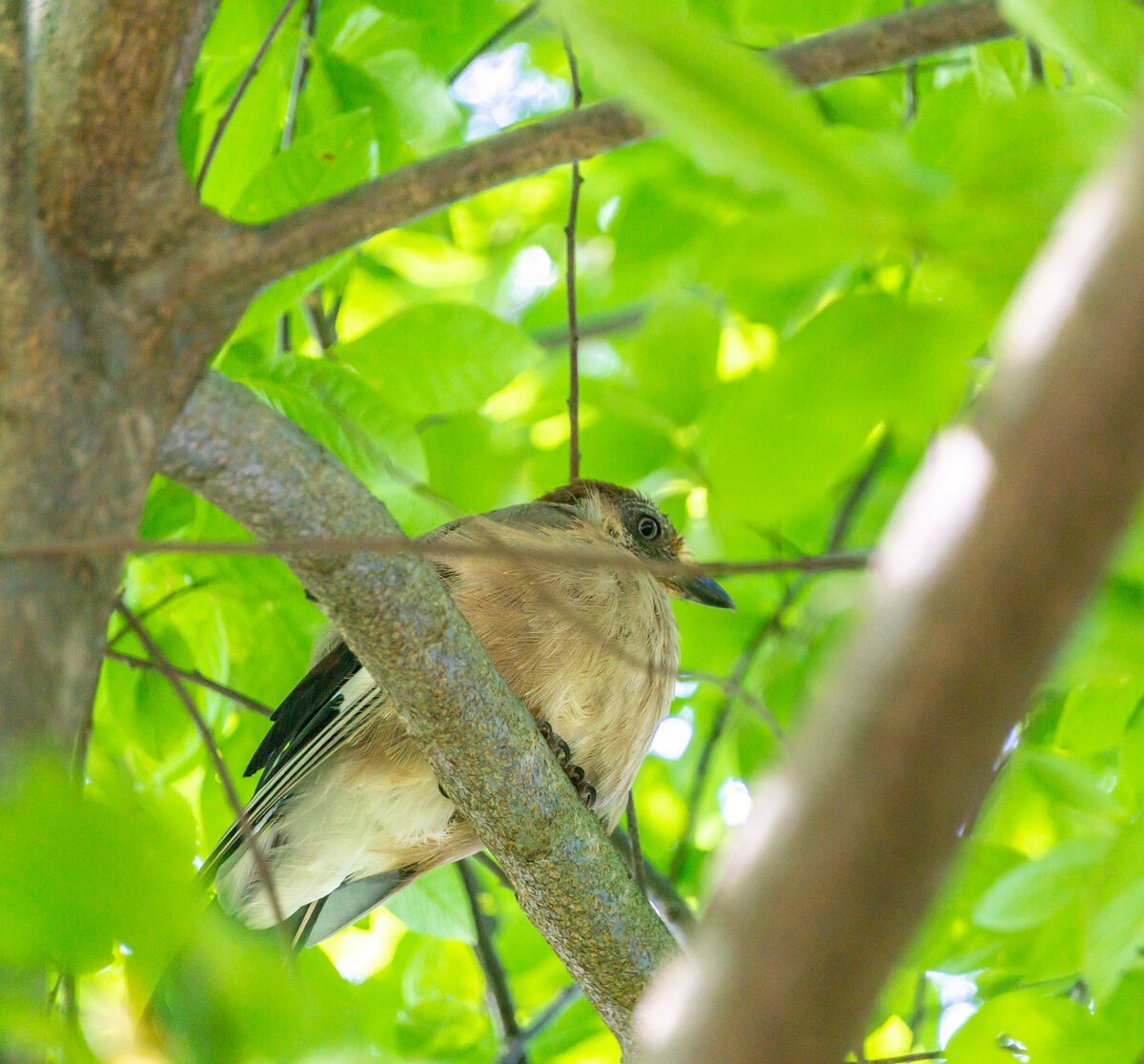 Сойка и Дрозд