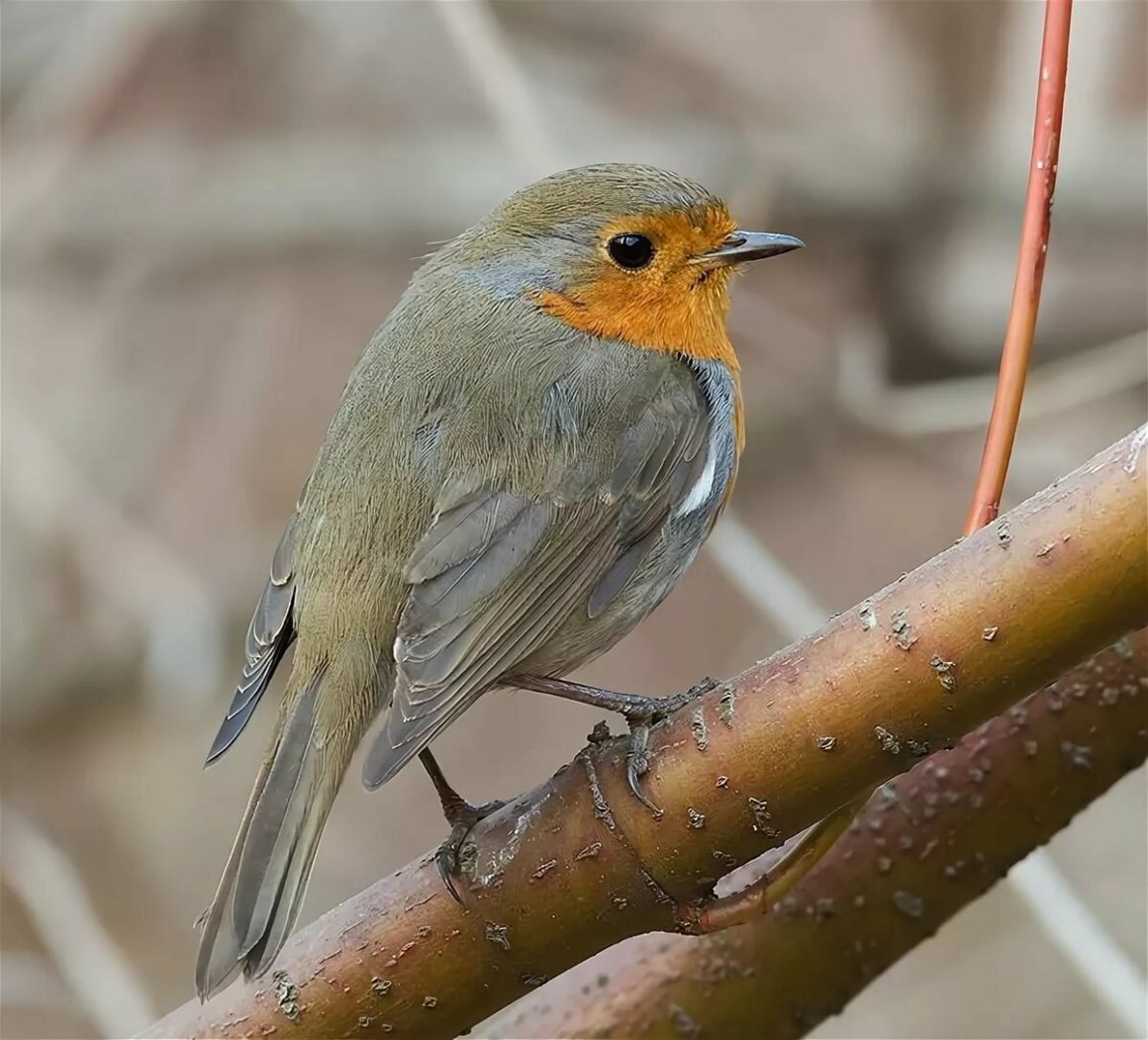 Зарянка Подмосковная