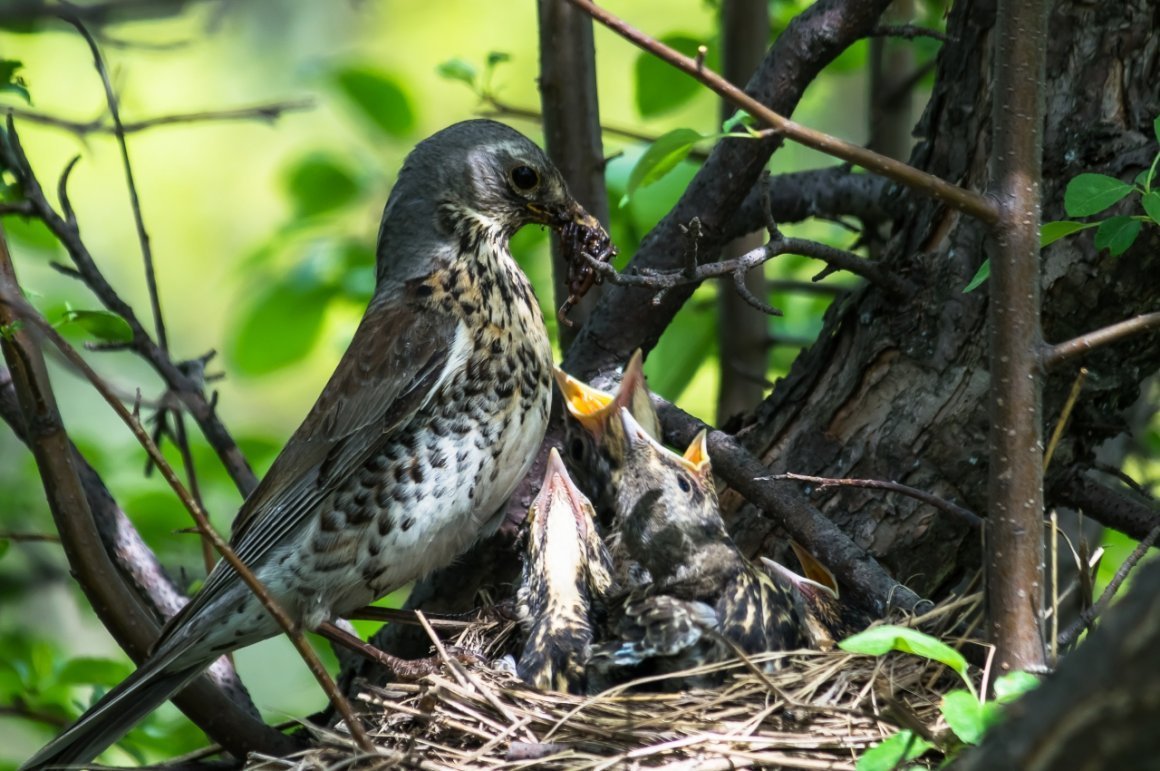 Дрозд деряба рябинник