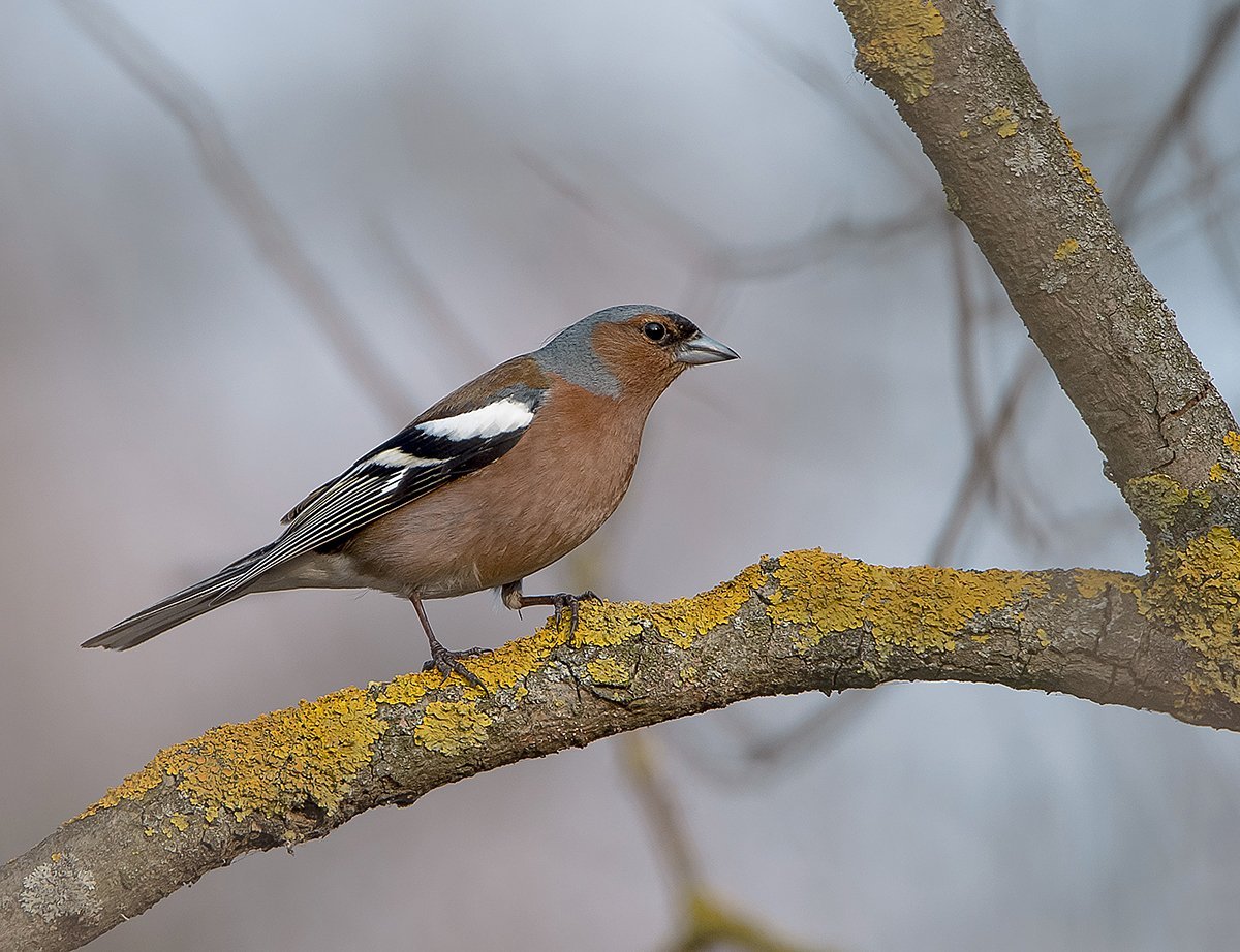 Зяблик (fringilla COELEBS)
