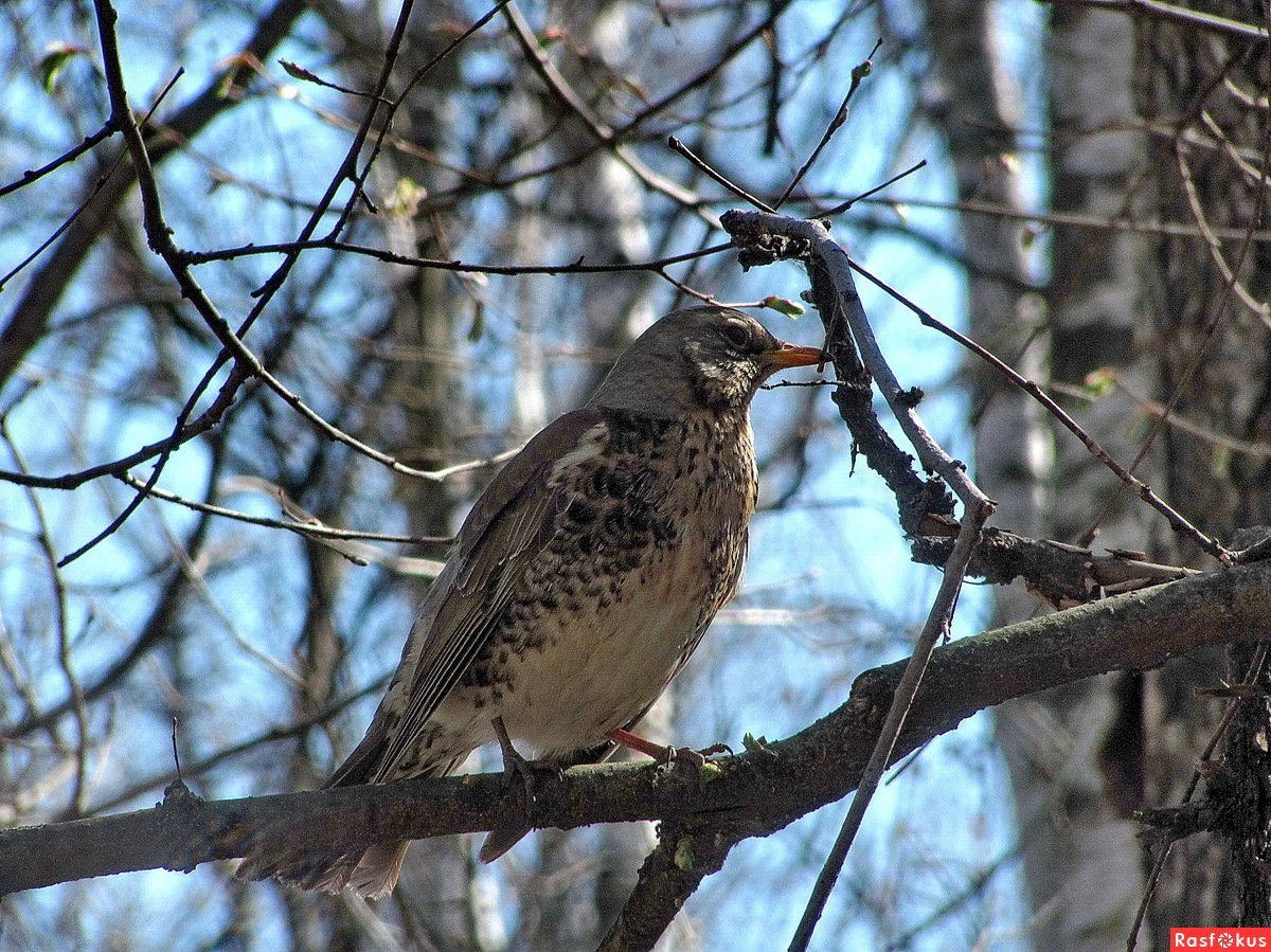Птицы Москвы Дрозд