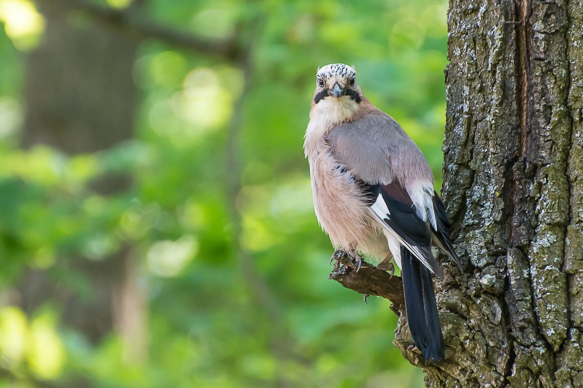 Лесные птицы Ленинградской области