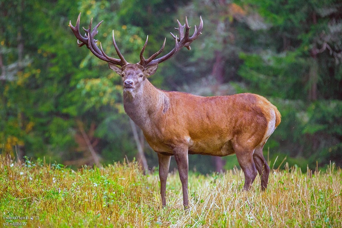 Благородный олень изюбрь