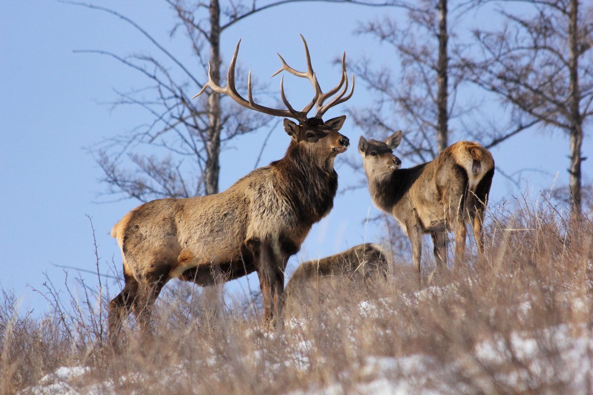 Благородный олень изюбрь