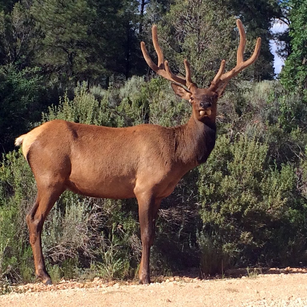 Вапити (Cervus canadensis) олень