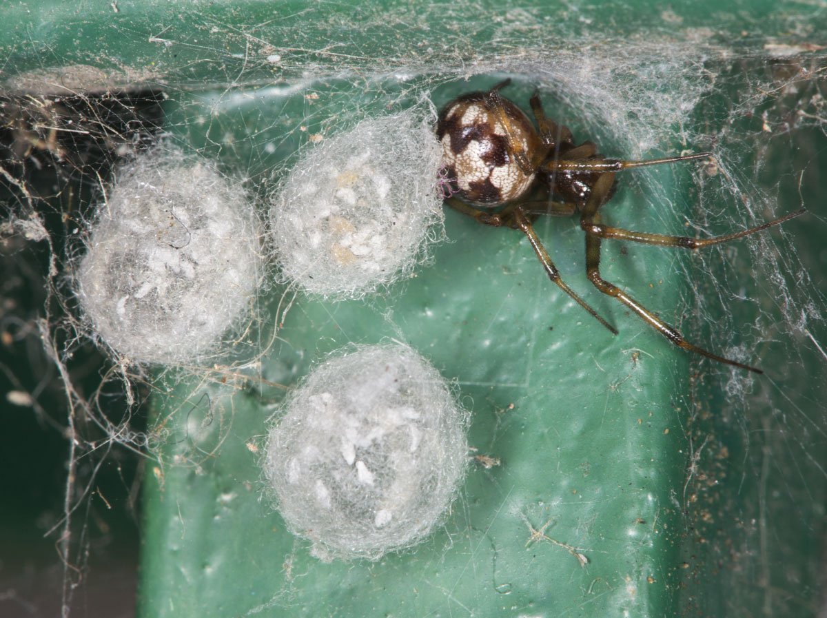 Кокон паука Steatoda