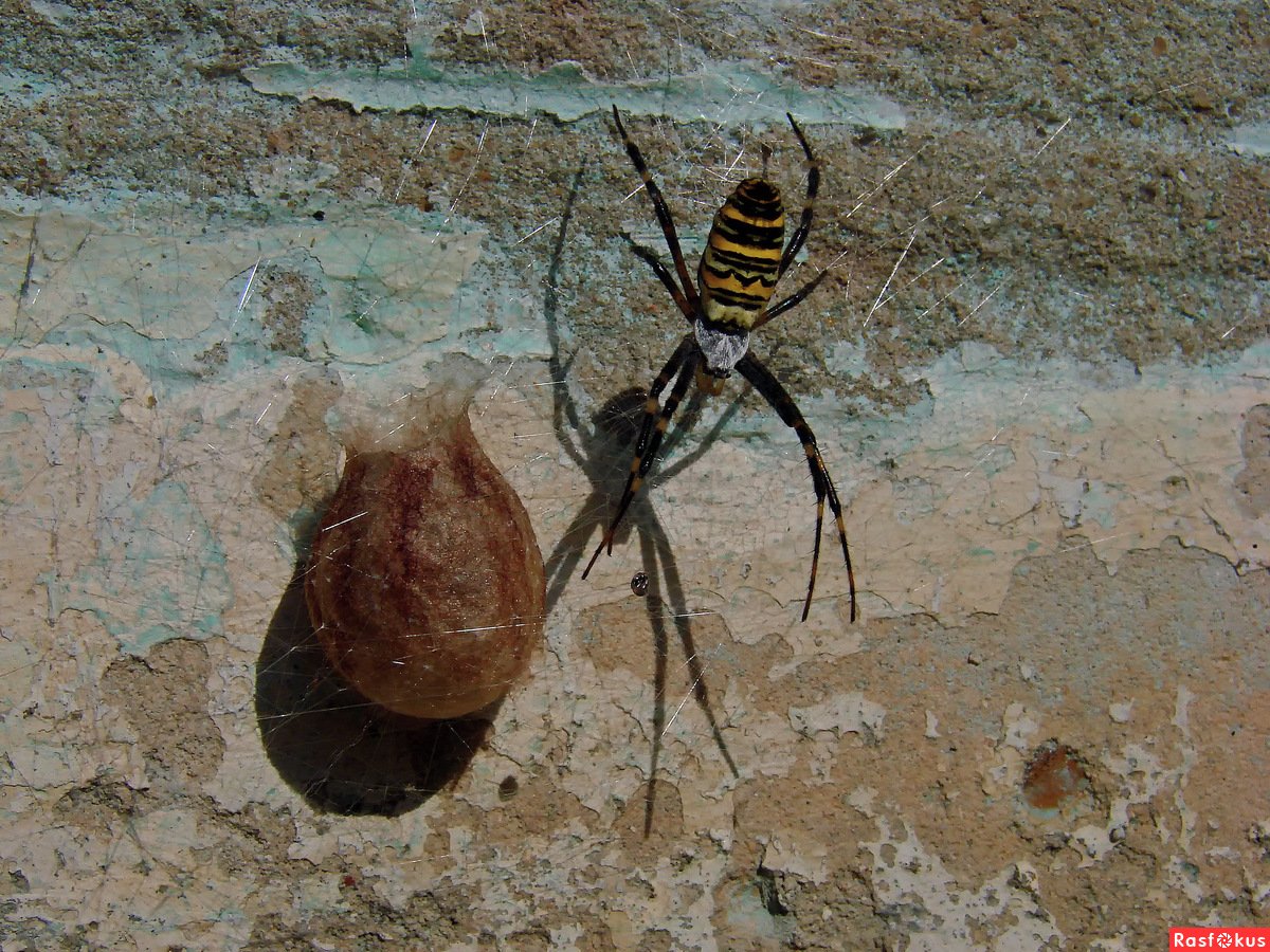 Природа Паучий кокон