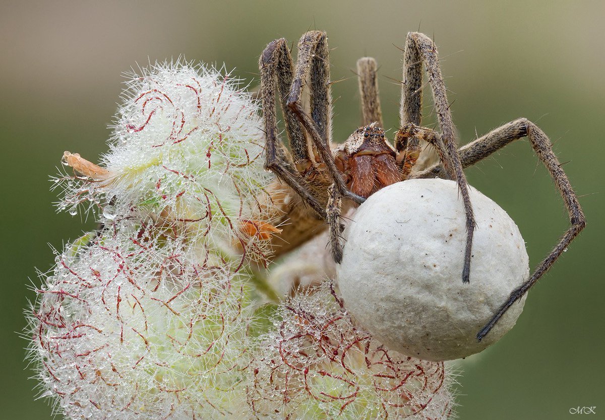 Яйцевой кокон паука