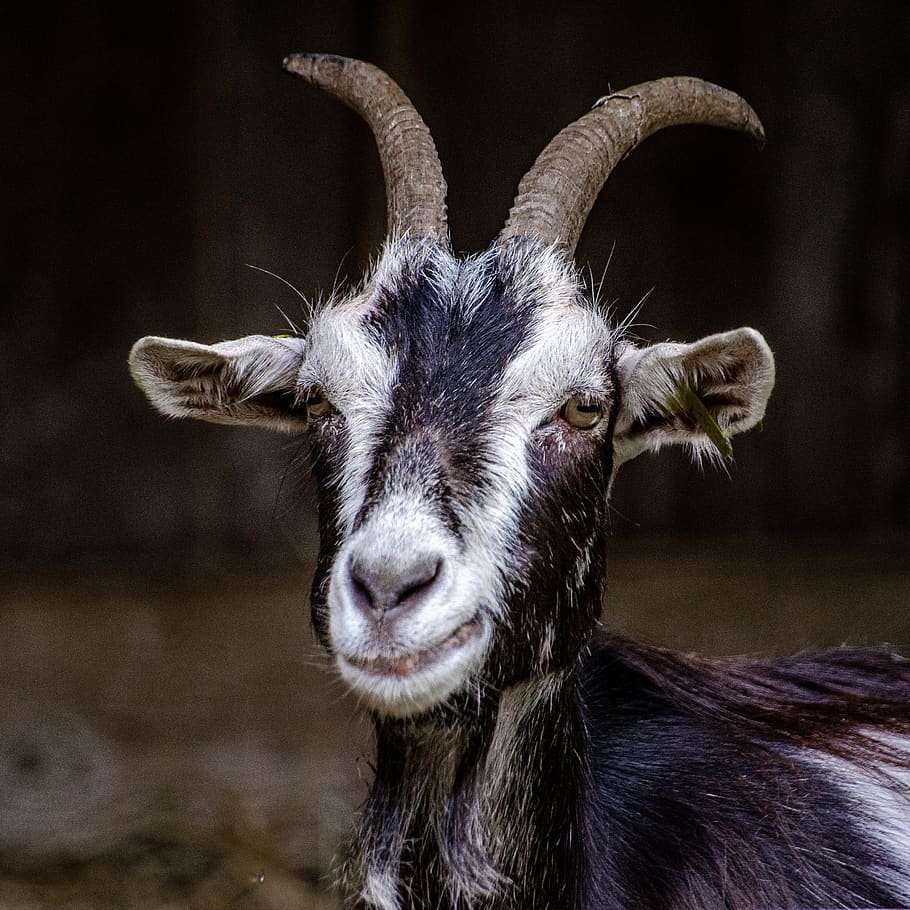 Черный козлик