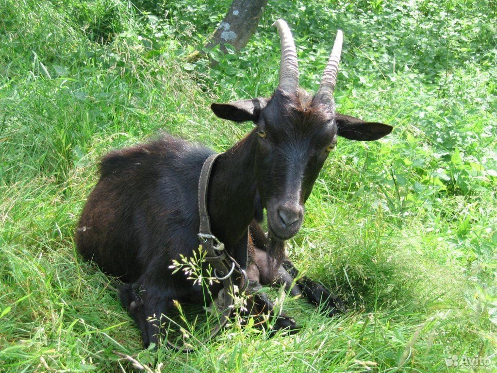 Черная коза