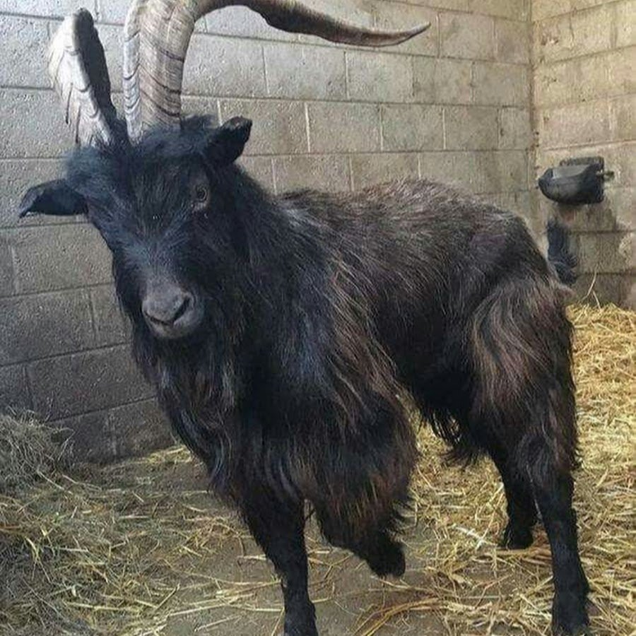 Ангорская коза черная