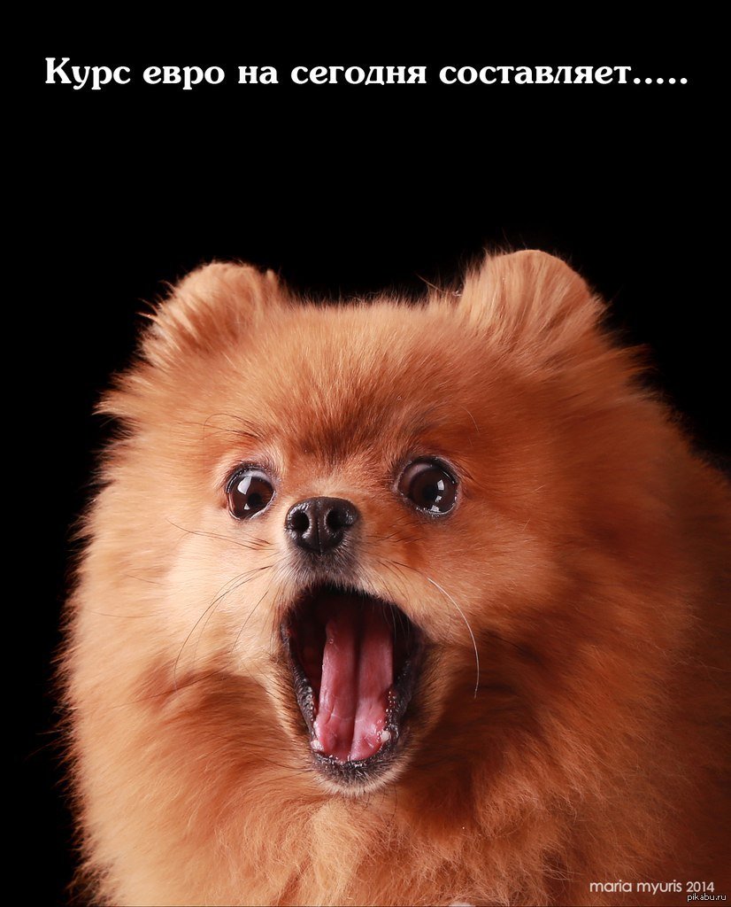 Злой померанский шпиц