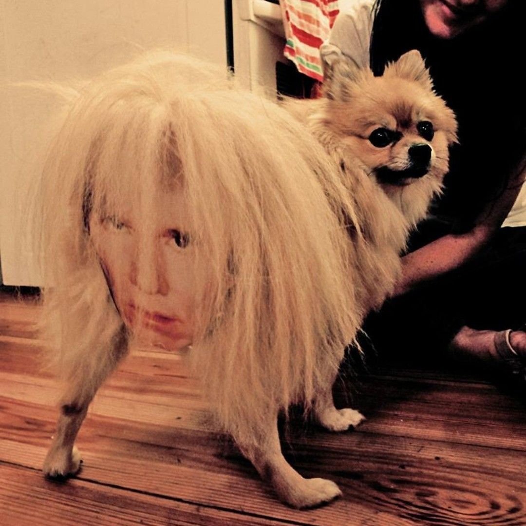 Неудачные стрижки шпицев