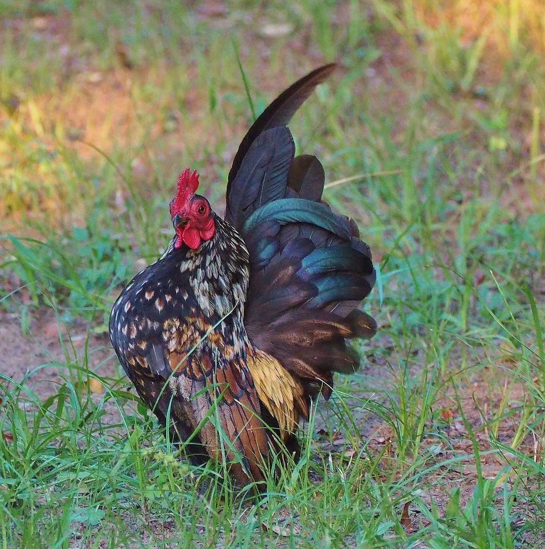 Бентамка Ореховая