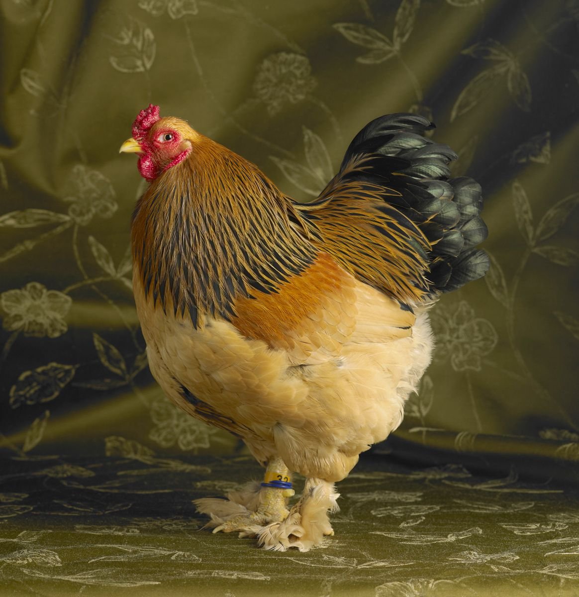 Куритса Бантам